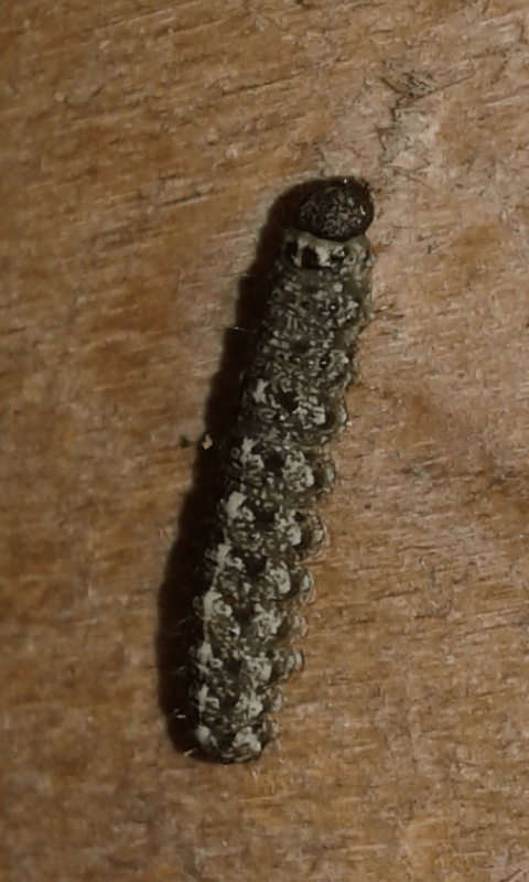 Noctuidae : bruco di quale Cryphia sp.?